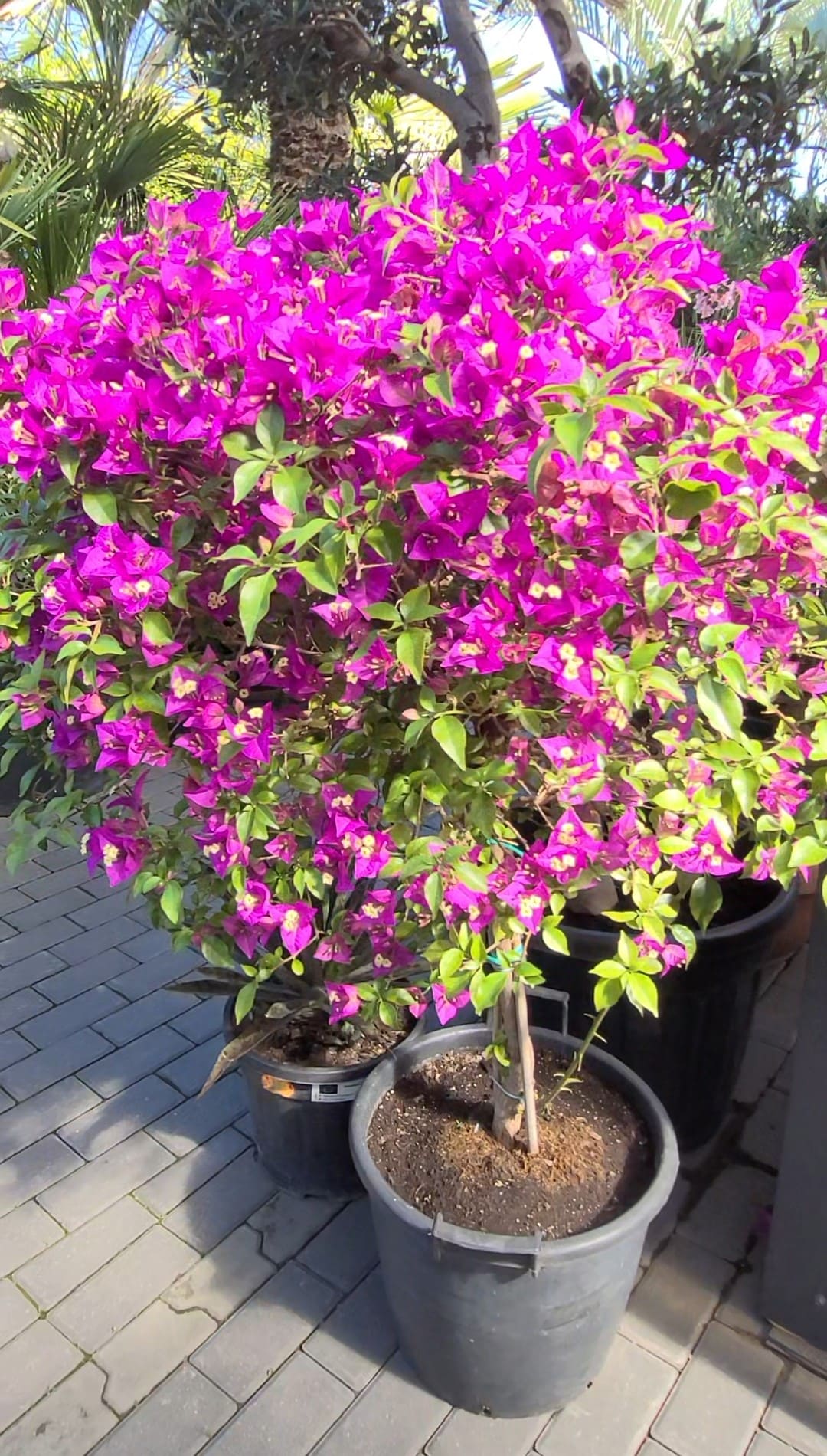 Bougainvillea glabra